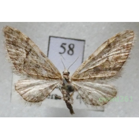 Eupithecia lanceata (Hübner, 1825) Czech58